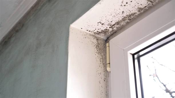 Best Biohazard Mold Removal  in Fort Belknap Agency, MT
