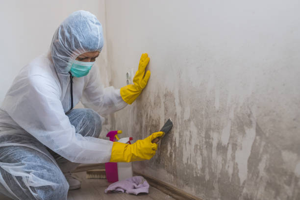 Best Mold Removal for HVAC Installations  in Fort Belknap Agency, MT