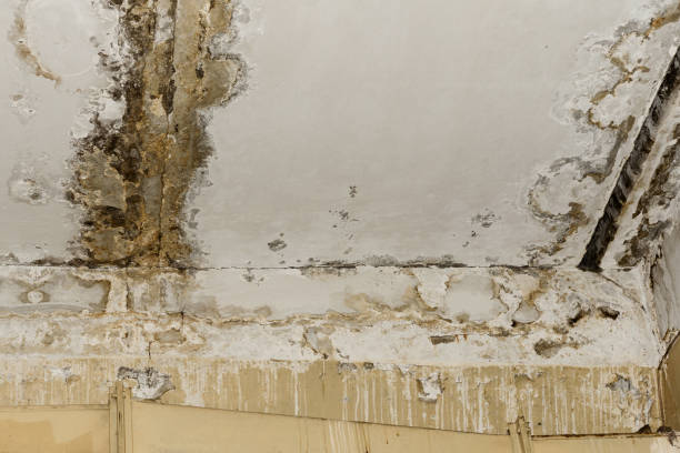 Best Airborne Mold Testing  in Fort Belknap Agency, MT