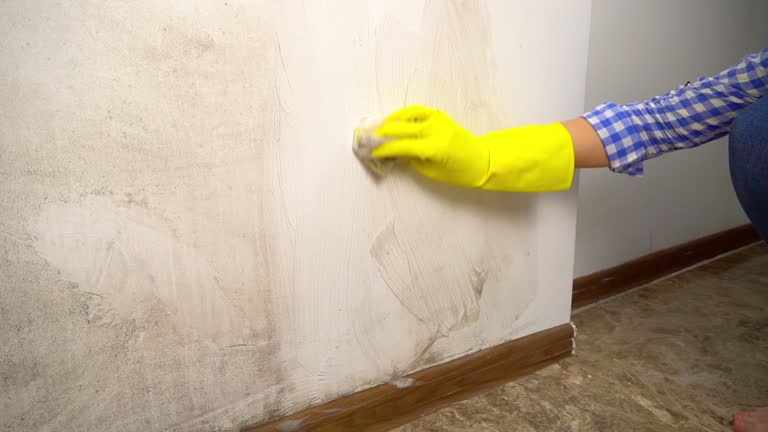 Best Comprehensive Air Testing for Mold Contaminants  in Fort Belknap Agency, MT