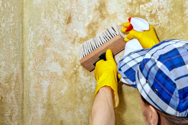 Best HVAC Mold Inspection and Cleaning  in Fort Belknap Agency, MT