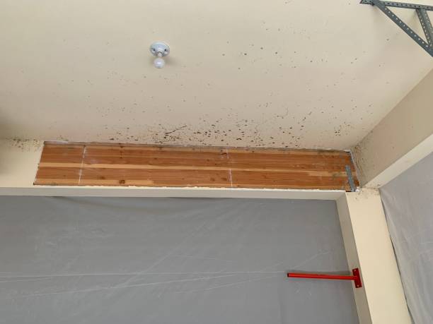  Fort Belknap Agency, MT Mold Removal Pros